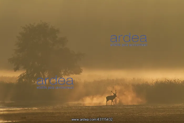 : Red Deer (Cervus elaphus) stag standing at a reed belt in dawn : Red Deer (Cervus elaphus) stag standing at a reed belt in dawn