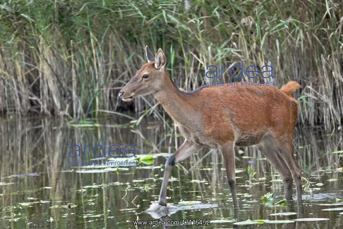 : Red Deer (Cervus elaphus) hind crossing a pond : Red Deer (Cervus elaphus) hind crossing a pond