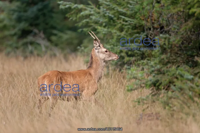 : Red Deer (Cervus elaphus) brocket standing in forest aisle : Red Deer (Cervus elaphus) brocket standing in forest aisle