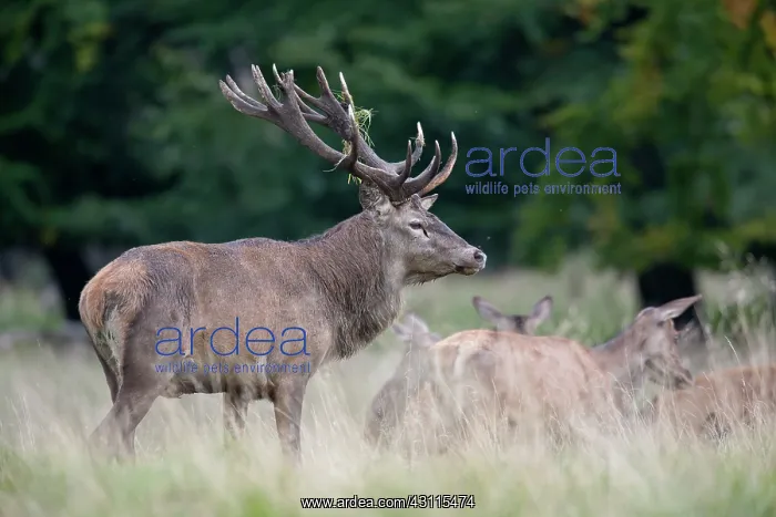  : Red Deer (Cervus elaphus) stag and hinds standing in a meadow