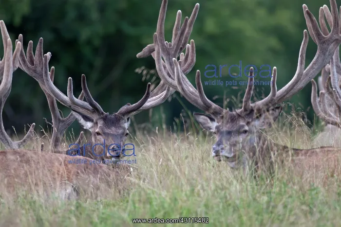 : Red Deer (Cervus elaphus) stags with velvet antler lying in high vegetation : Red Deer (Cervus elaphus) stags with velvet antler lying in high vegetation