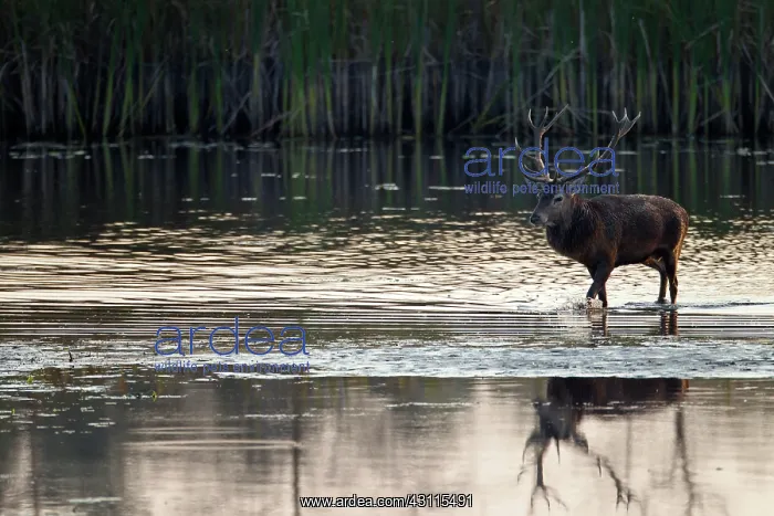 : Red Deer (Cervus elaphus) stag with reflection crossing a pond : Red Deer (Cervus elaphus) stag with reflection crossing a pond