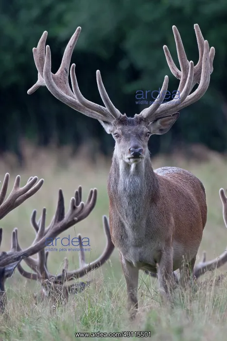  : Red Deer (Cervus elaphus) stags with velvet antler standing in high vegetation