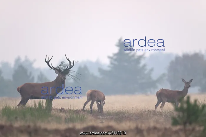 : Red Deer (Cervus elaphus) stag : Red Deer (Cervus elaphus) stag