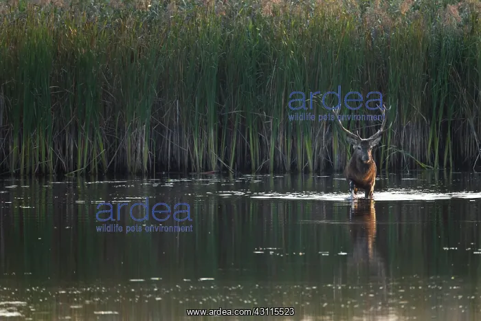 : Red Deer (Cervus elaphus) stag with reflection crossing a pond : Red Deer (Cervus elaphus) stag with reflection crossing a pond