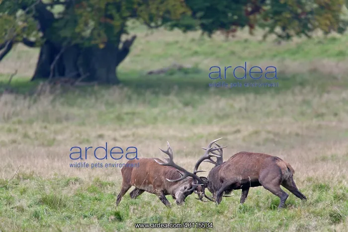 : Red Deer (Cervus elaphus) stags fighting : Red Deer (Cervus elaphus) stags fighting
