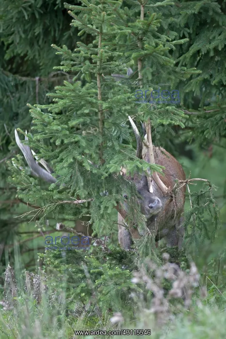  : Red Deer (Cervus elaphus) stag rubbing his antler on a spruce