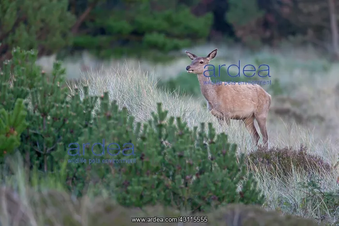 : Red Deer (Cervus elaphus) hind in heath : Red Deer (Cervus elaphus) hind in heath