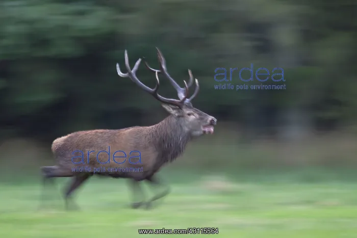  : Red Deer (Cervus elaphus) stag roaring and walking in a forest meadow