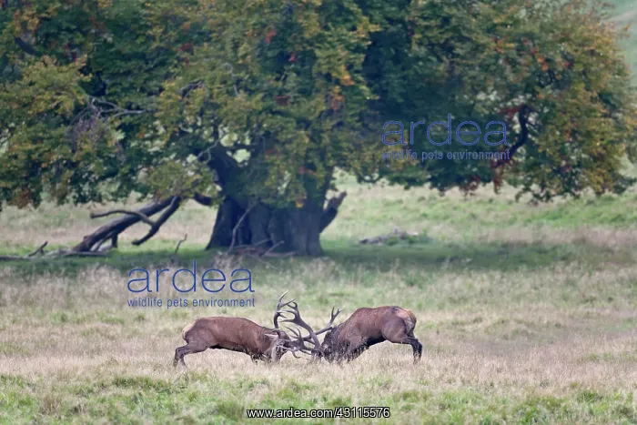 : Red Deer (Cervus elaphus) stags fighting : Red Deer (Cervus elaphus) stags fighting