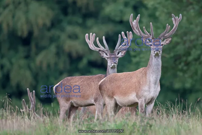  : Red Deer (Cervus elaphus) stags with velvet antler standing in high vegetation