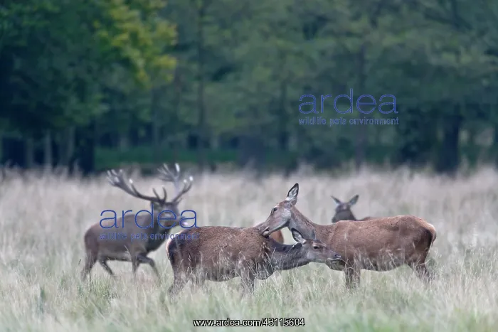 : Red Deer (Cervus elaphus) hinds standing in a meadow and show social behavior : Red Deer (Cervus elaphus) hinds standing in a meadow and show social behavior