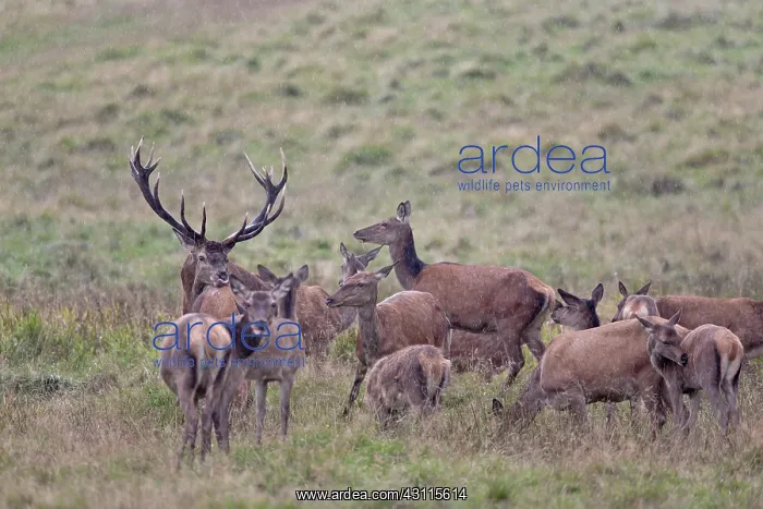 : Red Deer (Cervus elaphus) stag impressing hind in front of copulation : Red Deer (Cervus elaphus) stag impressing hind in front of copulation