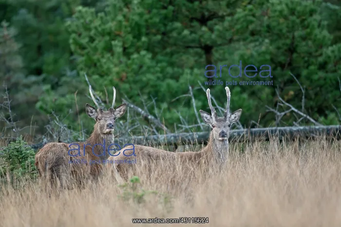 : Red Deer (Cervus elaphus) brockets looking towards to the photographer : Red Deer (Cervus elaphus) brockets looking towards to the photographer