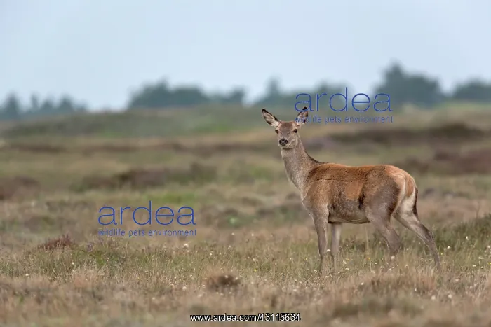 : Red Deer (Cervus elaphus) hind in heath : Red Deer (Cervus elaphus) hind in heath