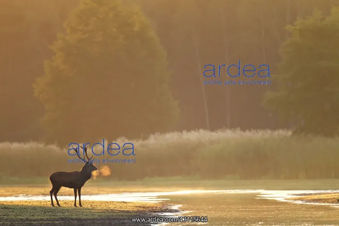 : Red Deer (Cervus elaphus) stag standing on a small river at dawn : Red Deer (Cervus elaphus) stag standing on a small river at dawn