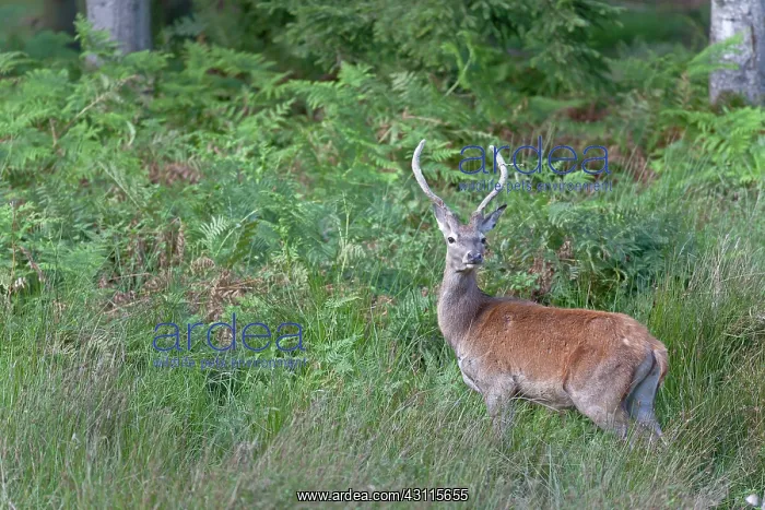 : Red Deer (Cervus elaphus) brocket with velvet antler standing in high vegetation : Red Deer (Cervus elaphus) brocket with velvet antler standing in high vegetation
