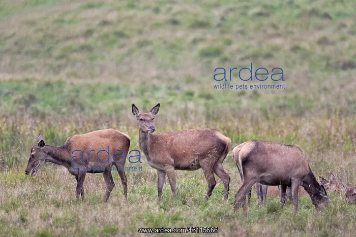 : Red Deer (Cervus elaphus) hinds and dams in rain standing in a meadow : Red Deer (Cervus elaphus) hinds and dams in rain standing in a meadow