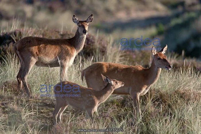 : Red Deer (Cervus elaphus) hinds and calf in heath : Red Deer (Cervus elaphus) hinds and calf in heath