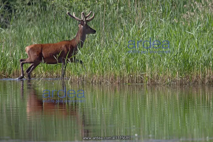 : Red Deer (Cervus elaphus) stag with velvet antler crossing a lake : Red Deer (Cervus elaphus) stag with velvet antler crossing a lake