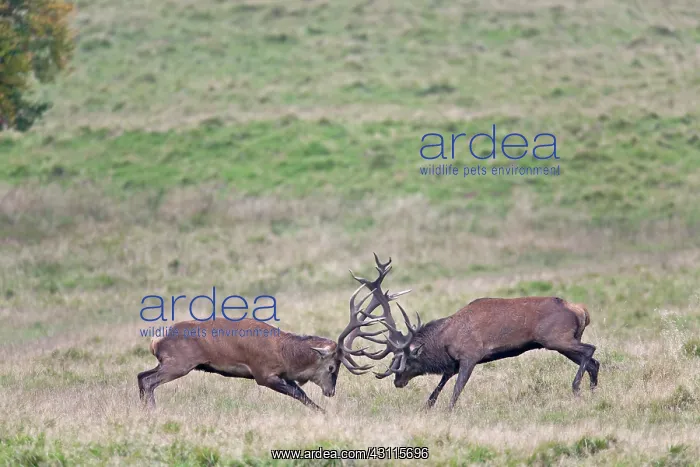 : Red Deer (Cervus elaphus) stags fighting : Red Deer (Cervus elaphus) stags fighting