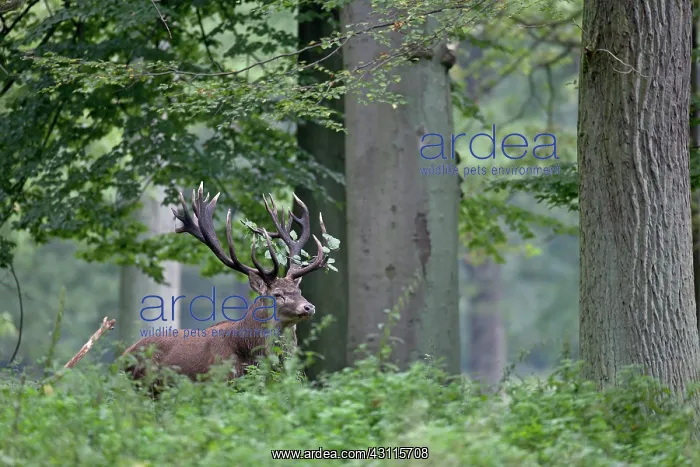 : Red Deer (Cervus elaphus) stag standing in a forest with a beech branch in his antler : Red Deer (Cervus elaphus) stag standing in a forest with a beech branch in his antler