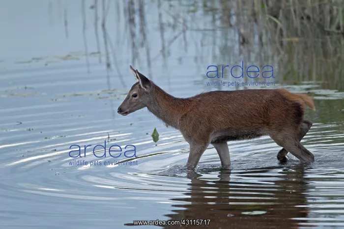 : Red Deer (Cervus elaphus) calf crossing a pond : Red Deer (Cervus elaphus) calf crossing a pond