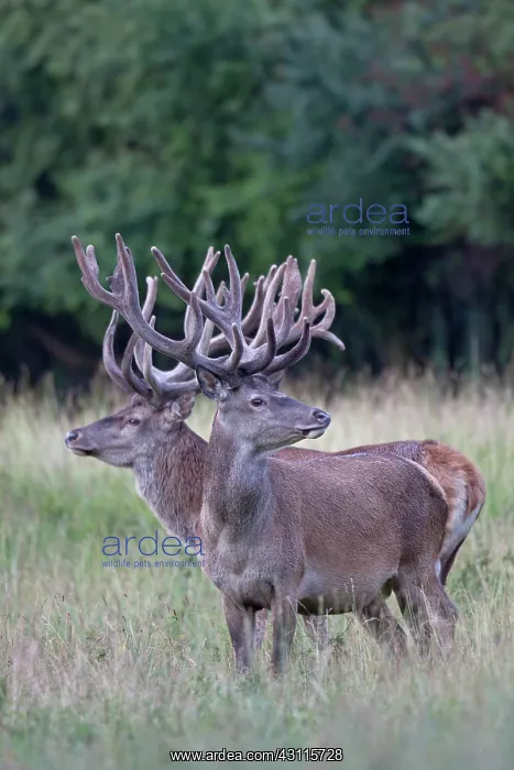: Red Deer (Cervus elaphus) stags with velvet antler standing in high vegetation : Red Deer (Cervus elaphus) stags with velvet antler standing in high vegetation