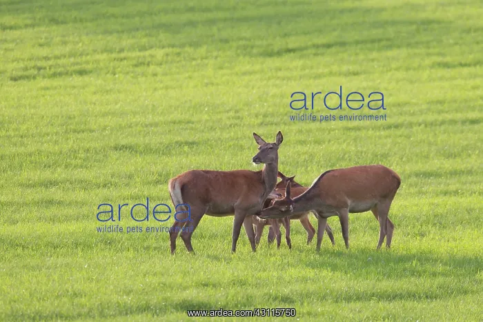 : Red Deer (Cervus elaphus) hinds and calfs in summer coat standing in a meadow : Red Deer (Cervus elaphus) hinds and calfs in summer coat standing in a meadow