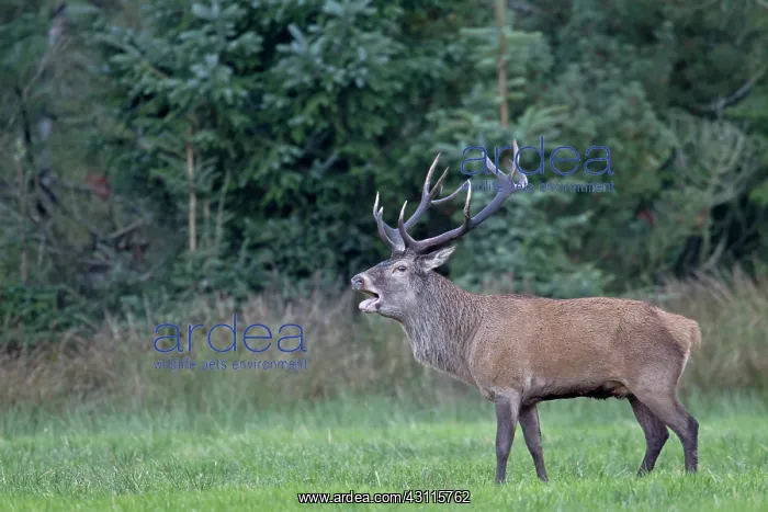 : Red Deer (Cervus elaphus) stag roaring and standing in a forest meadow : Red Deer (Cervus elaphus) stag roaring and standing in a forest meadow