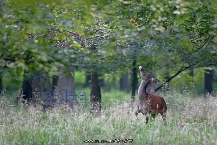 : Red Deer (Cervus elaphus) hind standing on her hind legs and pick up leafes from a tree : Red Deer (Cervus elaphus) hind standing on her hind legs and pick up leafes from a tree
