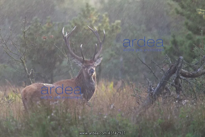 : Red Deer (Cervus elaphus) stag standing in heavy rain on a forest meadow : Red Deer (Cervus elaphus) stag standing in heavy rain on a forest meadow