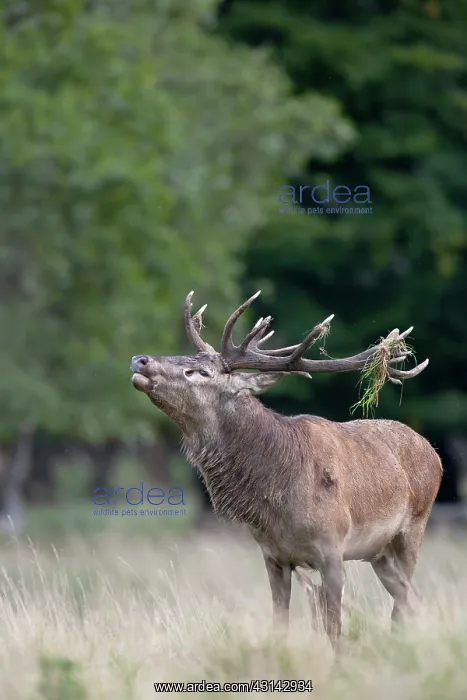 : Red Deer (Cervus elaphus) stag belling : Red Deer (Cervus elaphus) stag belling