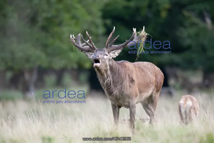  : Red Deer (Cervus elaphus) stag belling