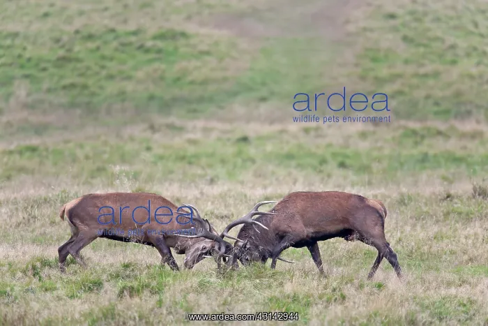 : Red Deer. Two Red Deer (Cervus elaphus) stags fighting : Red Deer. Two Red Deer (Cervus elaphus) stags fighting