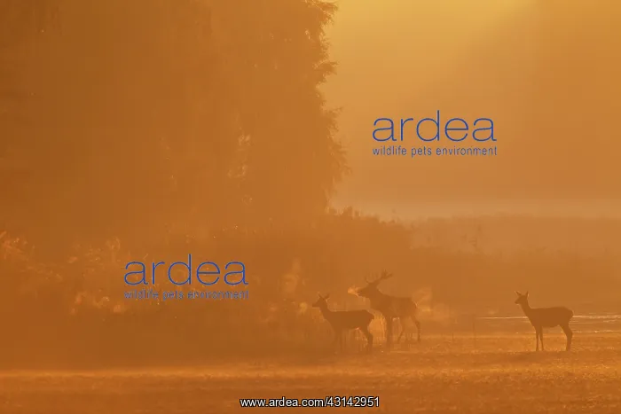 : Red Deer (Cervus elaphus) stag : Red Deer (Cervus elaphus) stag