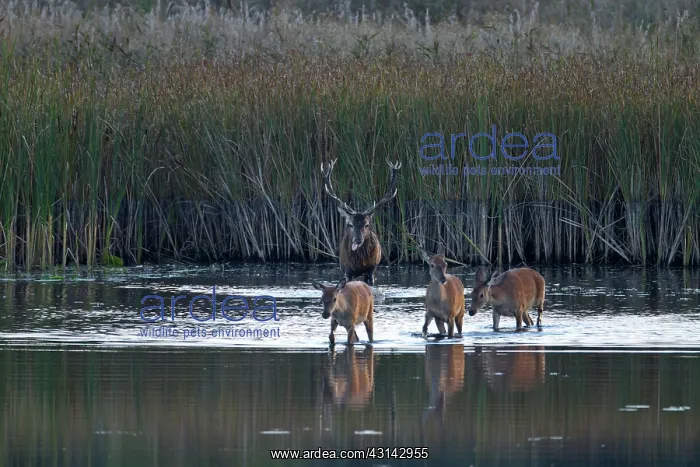 : Red Deer (Cervus elaphus) stag with three hinds crossing a pond at dusk : Red Deer (Cervus elaphus) stag with three hinds crossing a pond at dusk
