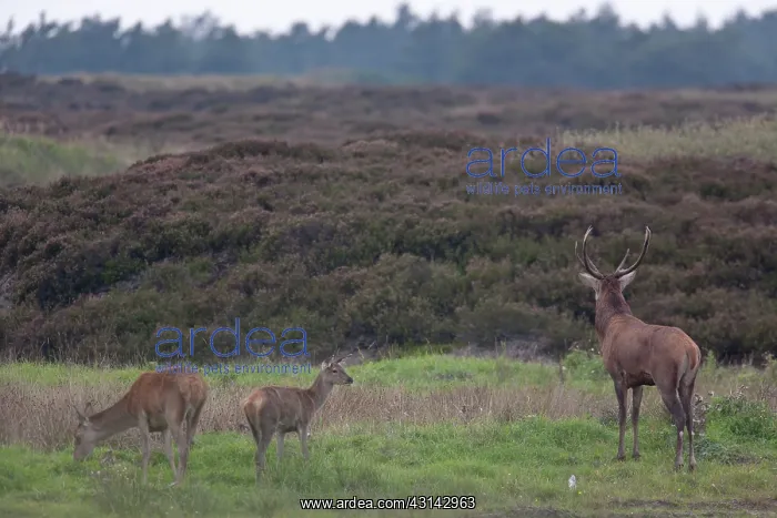 : Red Deer (Cervus elaphus) stag : Red Deer (Cervus elaphus) stag