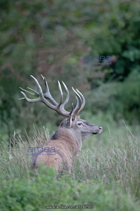 : Red Deer (Cervus elaphus) stag standing in high vegetation : Red Deer (Cervus elaphus) stag standing in high vegetation