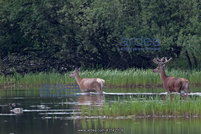 : Red Deer (Cervus elaphus) hind and stag with velvet antlers crossing a pond : Red Deer (Cervus elaphus) hind and stag with velvet antlers crossing a pond