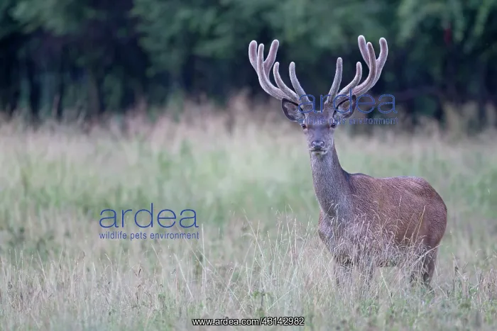 : Red Deer (Cervus elaphus) stag with velvet antlers standing in high vegetation : Red Deer (Cervus elaphus) stag with velvet antlers standing in high vegetation