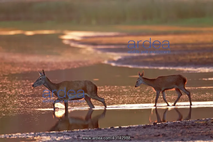 : Red Deer (Cervus elaphus) hind and calf with reflection crossing a small river in dawn : Red Deer (Cervus elaphus) hind and calf with reflection crossing a small river in dawn