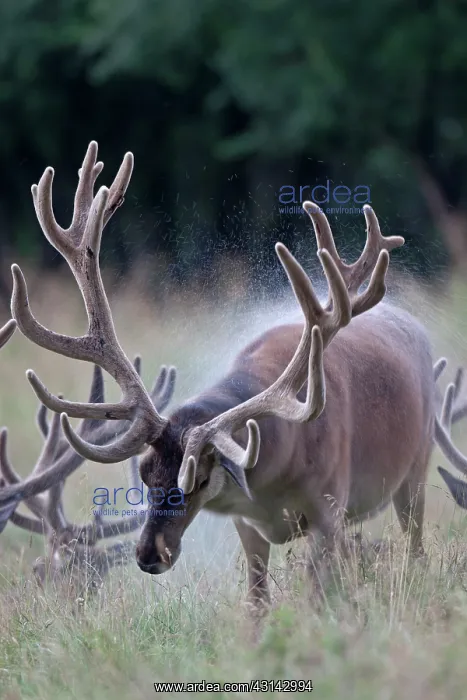 : Red Deer (Cervus elaphus) stags with velvet antler standing in high vegetation : Red Deer (Cervus elaphus) stags with velvet antler standing in high vegetation