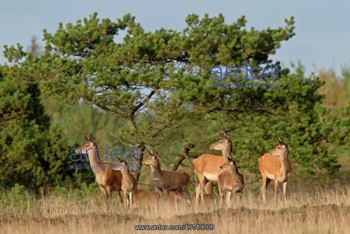 : Red Deer (Cervus elaphus) hinds and calfs standing in heath : Red Deer (Cervus elaphus) hinds and calfs standing in heath