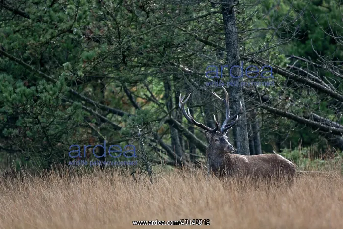 : Red Deer (Cervus elaphus) stag standing in forest aisle : Red Deer (Cervus elaphus) stag standing in forest aisle