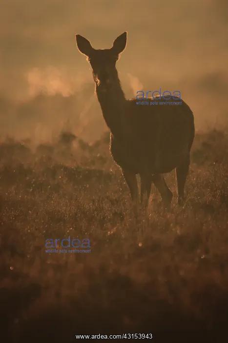 : Red Deer. Close up of a backlighted Red Deer : Red Deer. Close up of a backlighted Red Deer
