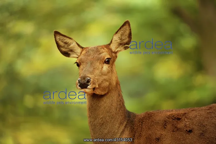 : Red Deer (Cervus elaphus) doe portrait : Red Deer (Cervus elaphus) doe portrait