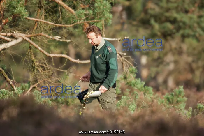 : Red Deer. Forest ranger providing food for Red Deer (Cervus elaphus) : Red Deer. Forest ranger providing food for Red Deer (Cervus elaphus)