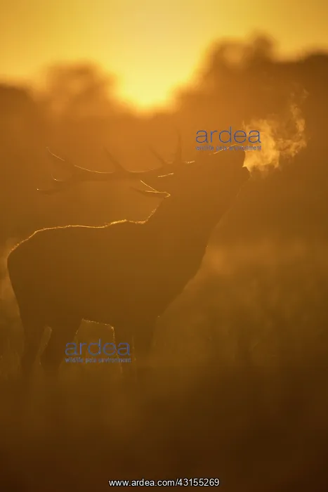 : Red Deer (Cervus elaphus) stag standing amongst grass roaring in late evening light : Red Deer (Cervus elaphus) stag standing amongst grass roaring in late evening light