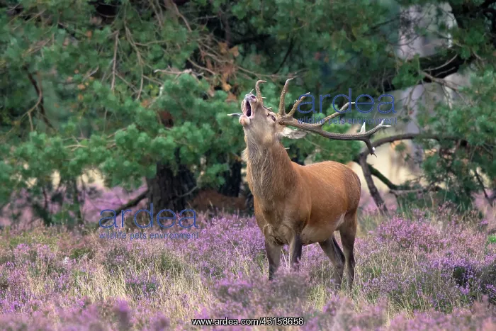 : Red Deer. Red deer (Cervus Elaphus) stag burling in heathland : Red Deer. Red deer (Cervus Elaphus) stag burling in heathland